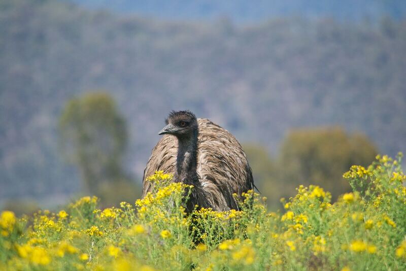 Emu