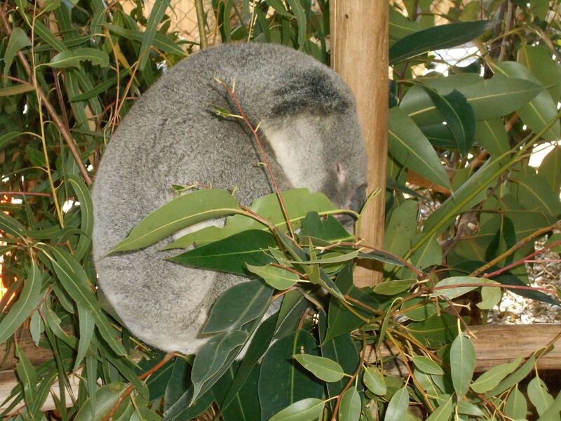 Koala