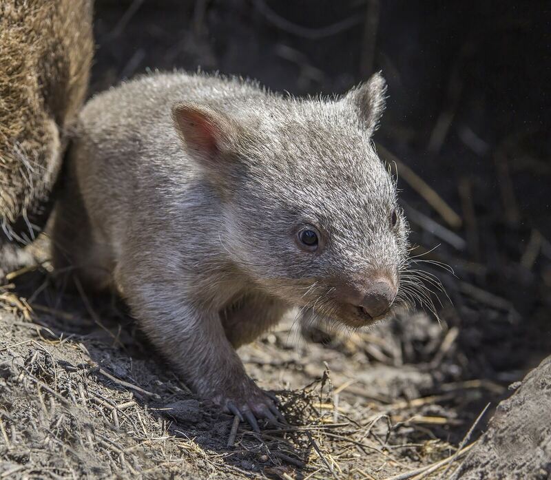 Common wombat